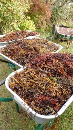 Seaweed for the soil