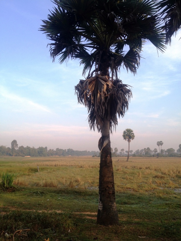 Cambodia Tree