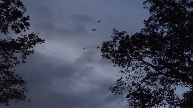 Hundreds of fruit bats leaving their roost