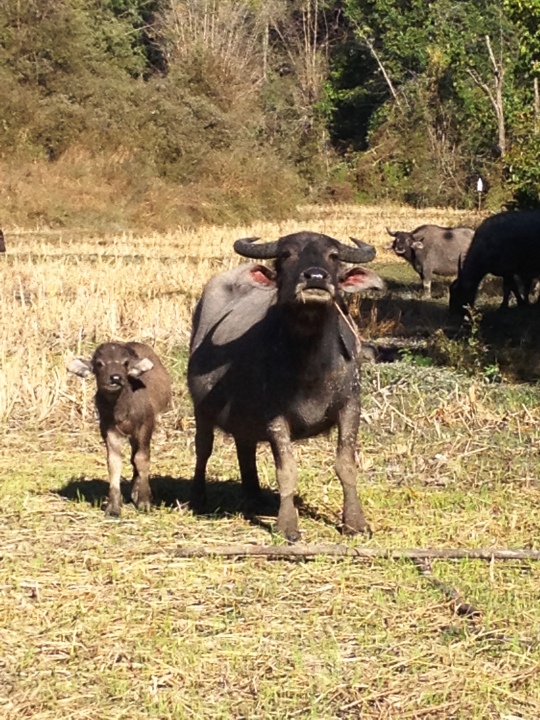 Water buffalo and its young